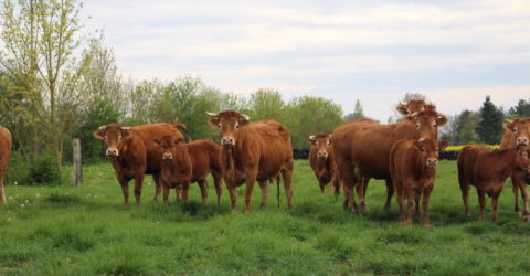 vache limousines prairie