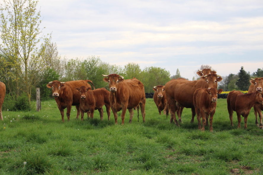 vache limousines prairie